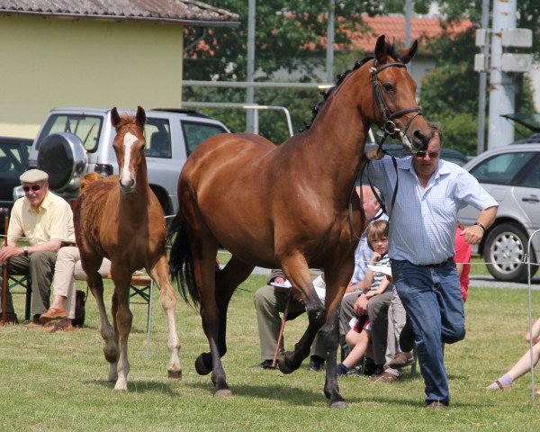 broodmare Rosie (Westphalian, 2003, from Rockwell)