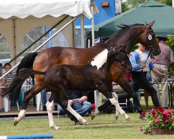 horse Hengst von Chess M (Westphalian, 2012, from Chess M)