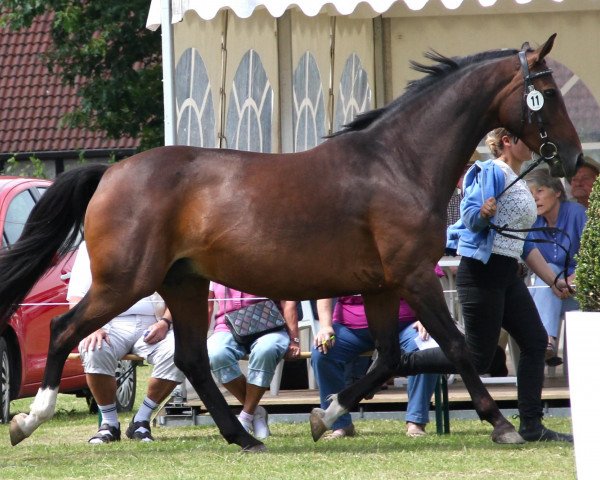 broodmare Lucina (Westphalian, 2001, from Lamerto H)