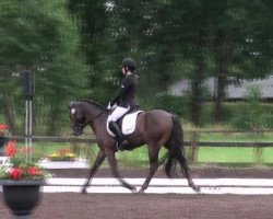 dressage horse Reitland's Don Totilas (German Riding Pony, 2007, from Diamond)