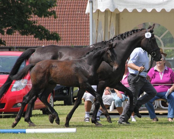 dressage horse Findelkind 3 (Westphalian, 2012, from First Selection)