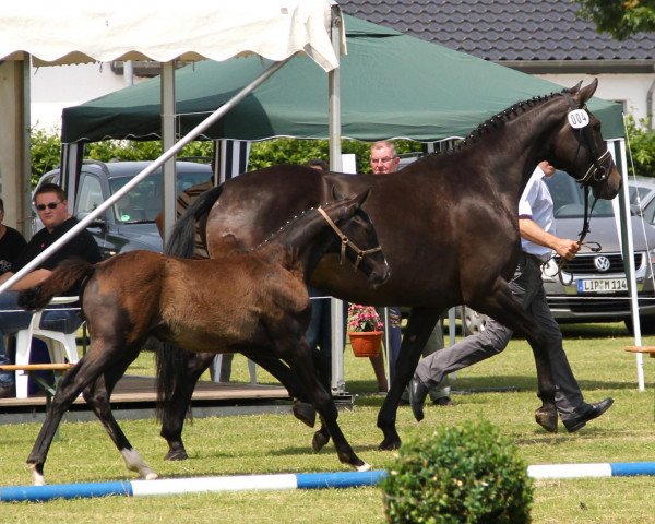 Pferd Hengst von Sir Heinrich (Westfale, 2012, von Sir Heinrich OLD)