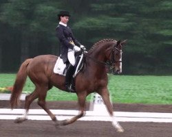 dressage horse Rabauke 38 (Hanoverian, 1997, from Regazzoni)