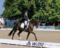 dressage horse Siegfried K OLD (Oldenburg, 2019, from Secret)