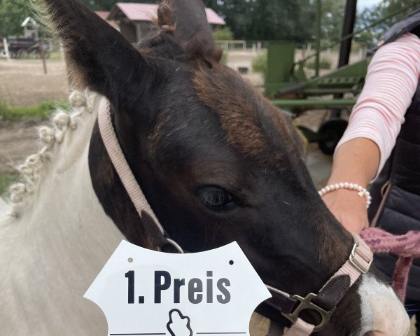 Pferd Vaijana (Lewitzer, 2022, von Rudolphitals Oslo T)