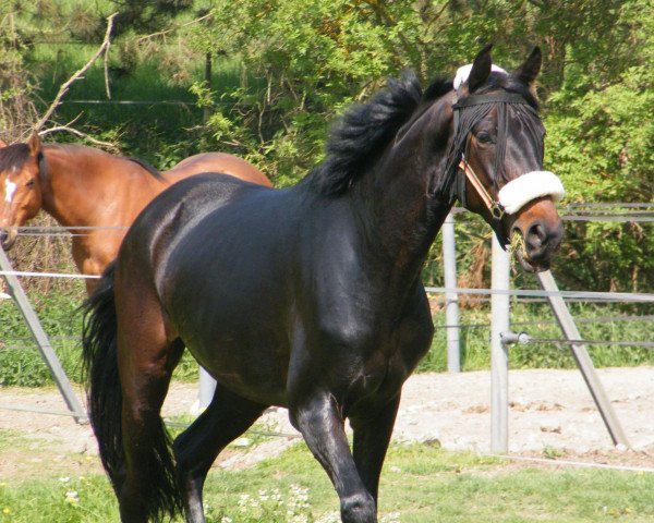 horse Paddington Baer (Trakehner, 2007, from Le Rouge 7)