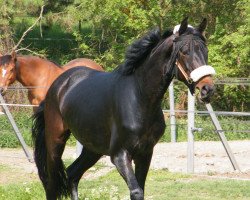 Pferd Paddington Baer (Trakehner, 2007, von Le Rouge 7)