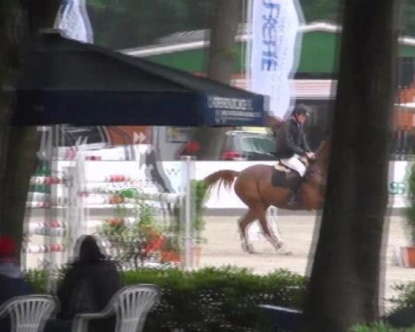 Springpferd La vie en rose 5 (Oldenburger, 2003, von Landgold)