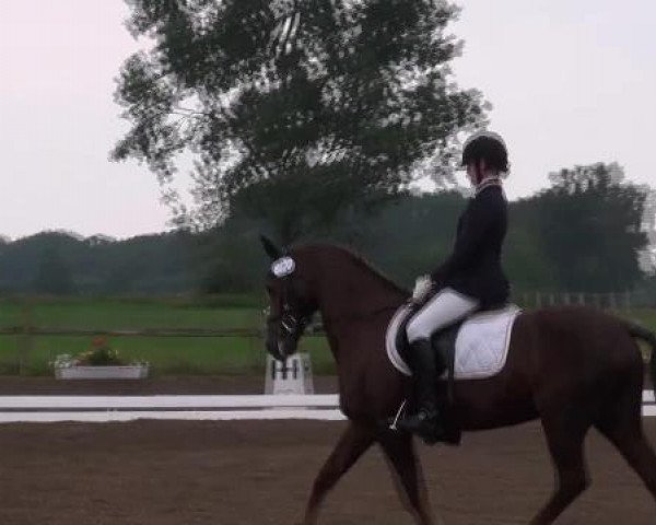 dressage horse Cartoon 12 (German Riding Pony, 1993, from Contus)