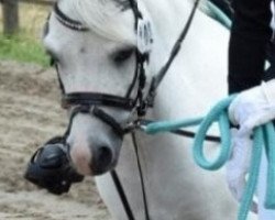 dressage horse Rotbuches Cold Play (Welsh mountain pony (SEK.A), 2011, from Dyfed Caled)