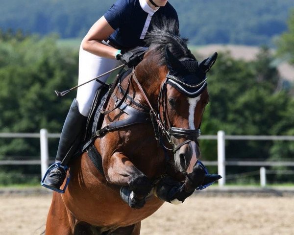 Dressurpferd Zöthens New Dancer Fm (Deutsches Reitpony, 2014, von Nutrix)