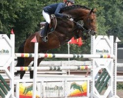 stallion Asti's Amsterdam (Hanoverian, 2001, from As di Villagana)