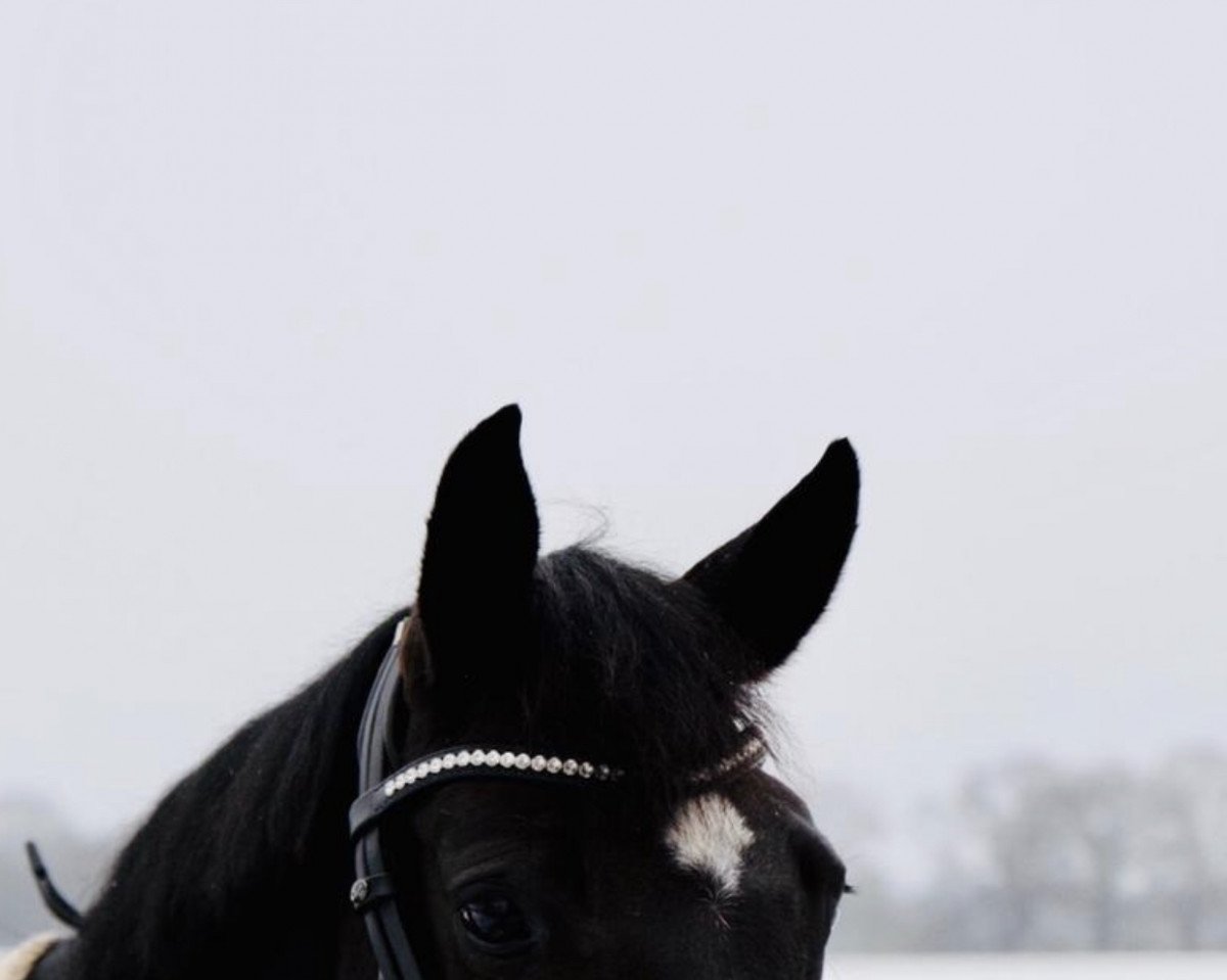 dressage horse Fleur de La Cour B (Hanoverian, 2011, from Fiorano)
