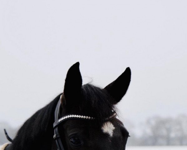 dressage horse Fleur de La Cour B (Hanoverian, 2011, from Fiorano)