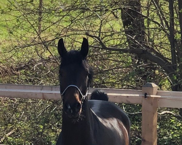 jumper Californium (Hanoverian, 2016, from Countselo) jumper Californium (Hanoverian, 2016, from Countselo)