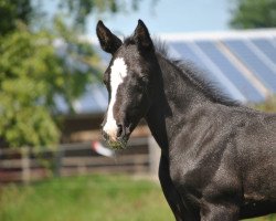 horse Czemmi R (Holsteiner, 2022, from Cahil 3)