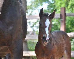 horse Pina R (Holsteiner, 2022, from Dinken)
