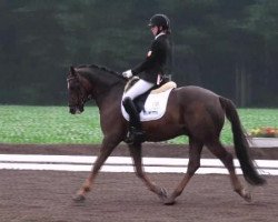 dressage horse Piko Red (German Riding Pony, 2003, from Pilgrim’s Red)