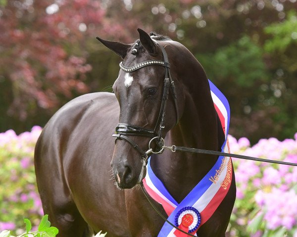 broodmare La Perla (Holsteiner, 2018, from Casall Ask)