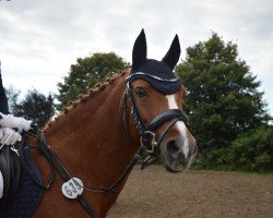 jumper Starpower Laika (German Riding Pony, 2007, from Viktoria's Colano)