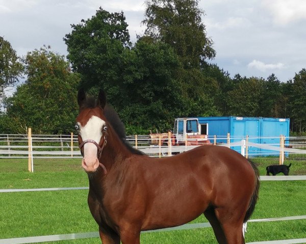 horse Stute von Hickstead White / Ludwig von Bayern (Oldenburg show jumper, 2020, from HICKSTEAD WHITE)