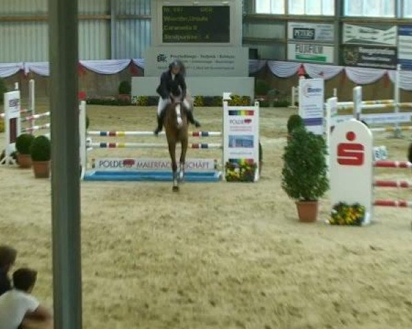Springpferd Caramella 8 (Rheinländer, 2005, von Coriando) Springpferd Caramella 8 (Rheinländer, 2005, von Coriando)