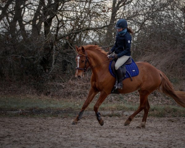 broodmare Elsa 94 (unknown, 2014)
