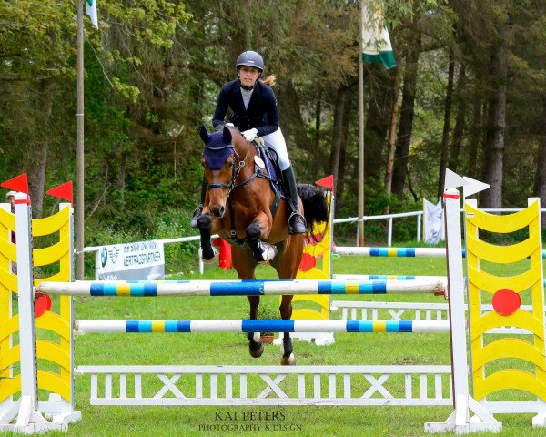 jumper Cheeko 3 (Holsteiner, 2014, from Centurion)