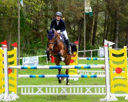 jumper Cheeko 3 (Holsteiner, 2014, from Centurion)