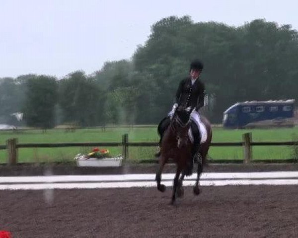 Springpferd Charmed Boy As (Deutsches Reitpony, 2007, von Charming Boy 18)