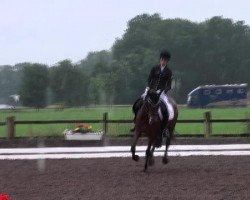 Springpferd Charmed Boy As (Deutsches Reitpony, 2007, von Charming Boy 18)