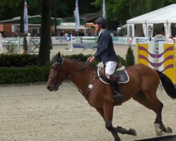 jumper Mister Moujik VH Molenhof (anglo european sporthorse, 2004, from Moujik de Sohan)