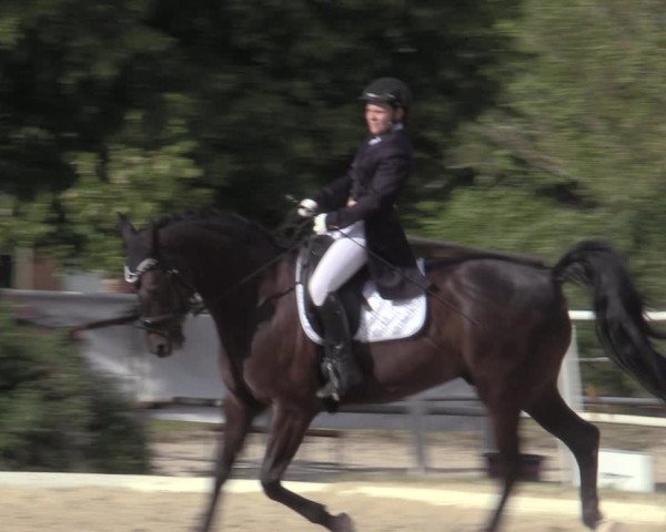 Reitturnier Kottingbrunn 2022