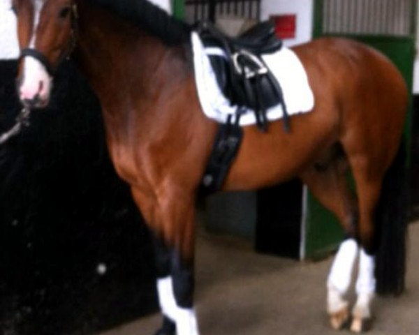 dressage horse Lightning Mcqueen 2 (Holsteiner, 2006, from Lordano) dressage horse Lightning Mcqueen 2 (Holsteiner, 2006, from Lordano)