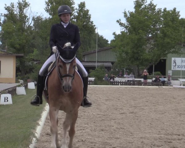 Reitturnier Kottingbrunn 2022