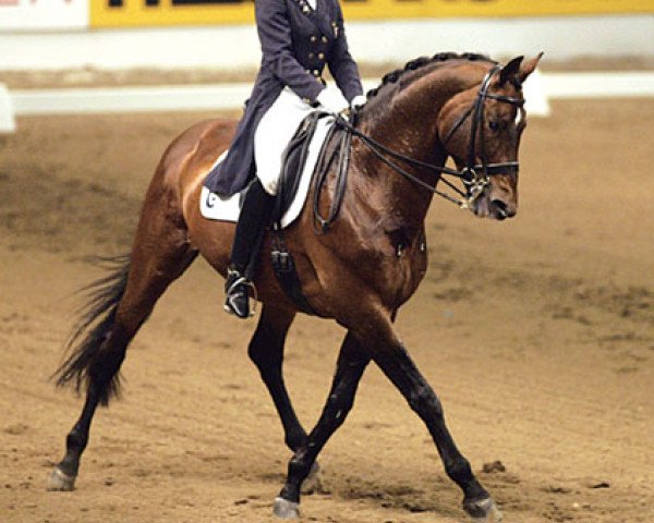 stallion Partout (Trakehner, 1987, from Arogno) stallion Partout (Trakehner, 1987, from Arogno)