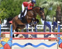 jumper VINO V'T KOSTERHOF Z (Zangersheide riding horse, 2011, from Verdi)