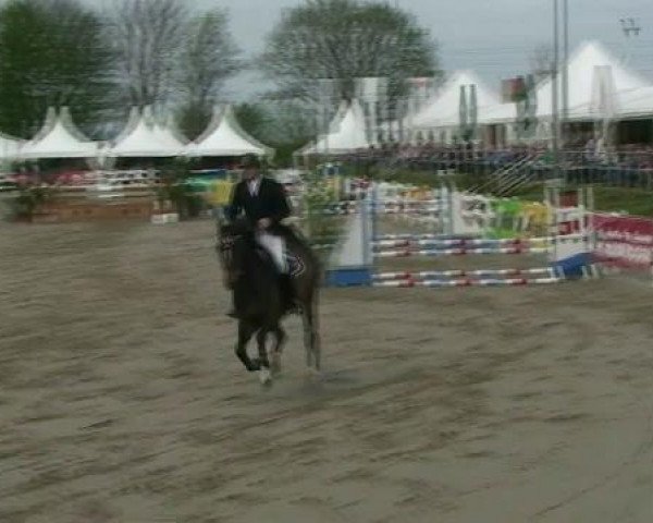 broodmare Candy (Hanoverian, 2002, from Contendro I)