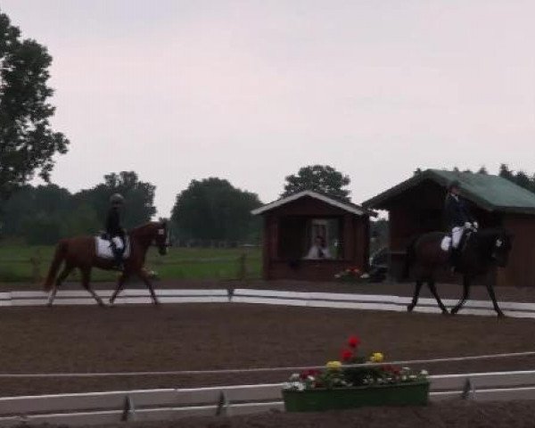 dressage horse Billy-Blue (unknown, 1996)