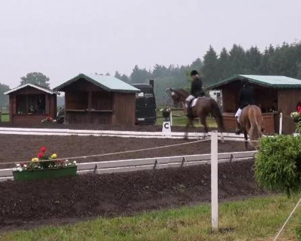 Springpferd Einstein 103 (Hannoveraner, 1997, von DE 331310000001)