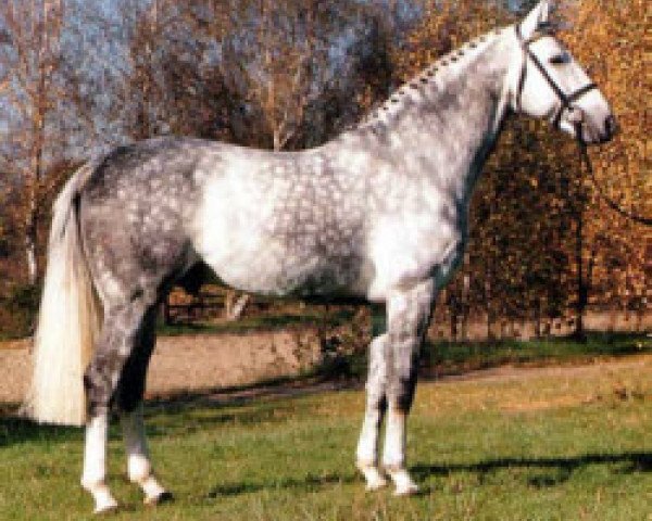 stallion Graf Lehndorff (Hanoverian, 1984, from Graf Dagobert Z) stallion Graf Lehndorff (Hanoverian, 1984, from Graf Dagobert Z)