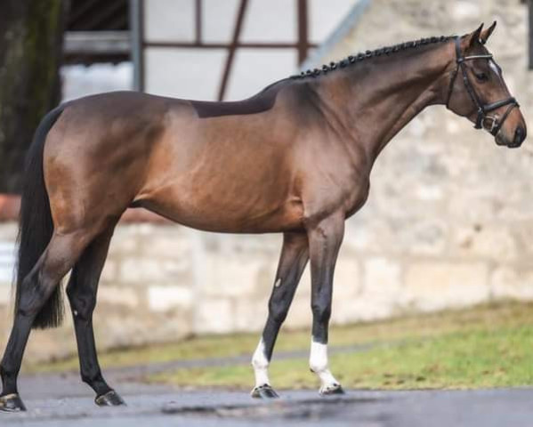 stallion Waugh xx (Thoroughbred, 2016, from Rip Van Winkle xx)