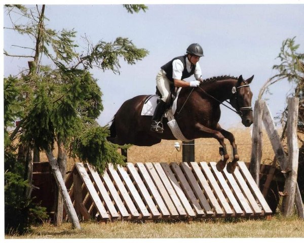 Pferd Opal 90 (Oldenburger, 2005, von Orsetto xx)