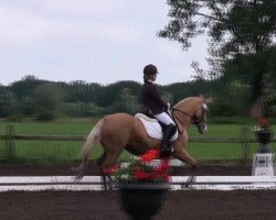 Zuchtstute Golden Dream 65 (Deutsches Reitpony, 2006, von Deinhard B)