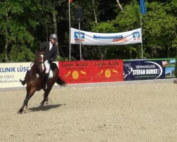 Cheval de saut Lumumba (Oldenbourg, 2006, de Lord Pezi)