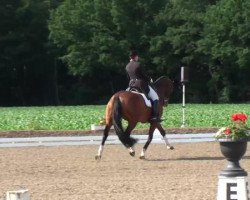 dressage horse Veto 25 (KWPN (Royal Dutch Sporthorse), 2002)