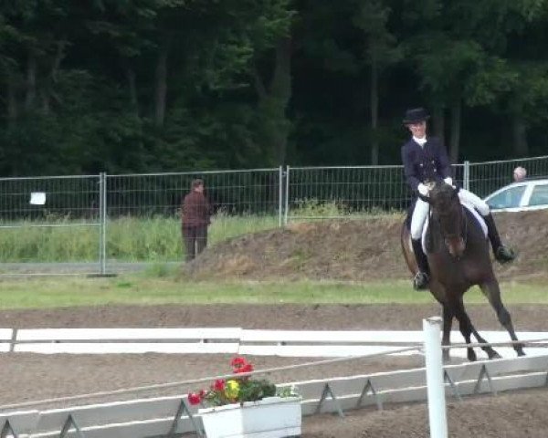 Dressurpferd Wonderful Dream 12 (Hannoveraner, 2003, von Wolkenstein II)