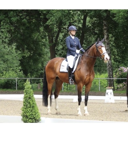 dressage horse Freeman 79 (Westphalian, 2006, from Fürst Grandios)