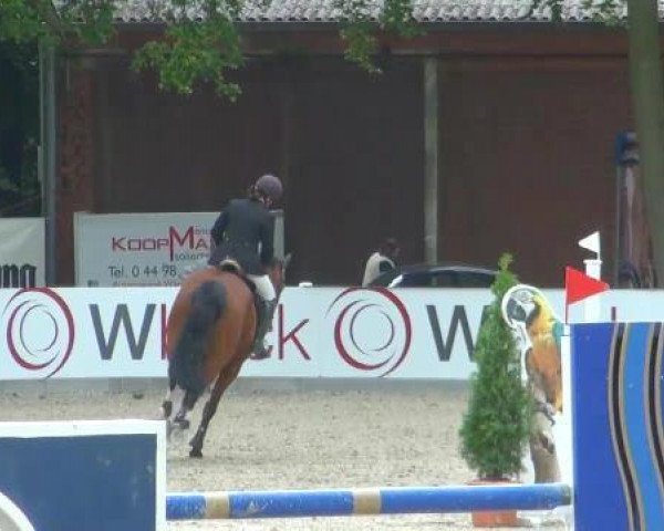 broodmare Cor de Dame (Oldenburg, 2003, from Cordalme Z)