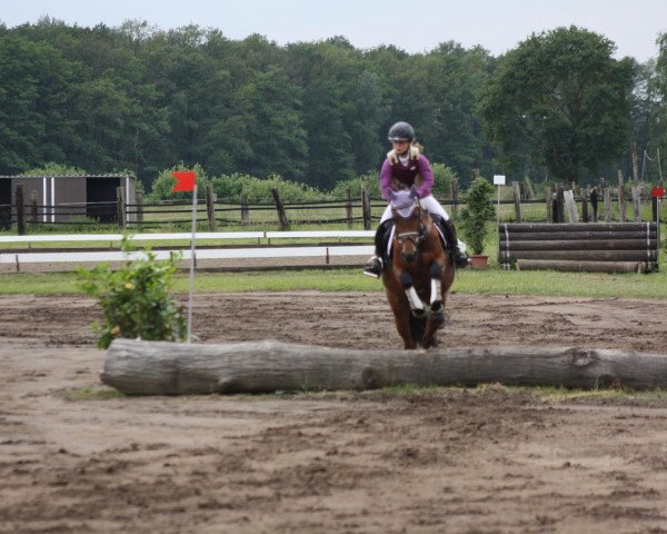 broodmare Die kleine Prinzessin (German Riding Pony, 2007, from Der feine Lord AT)